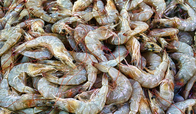 Indian shrimp
